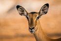 027 Botswana, Chobe NP, impala